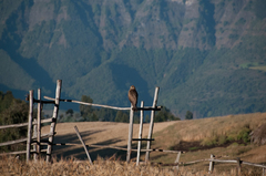 Milvus migrans aegyptius