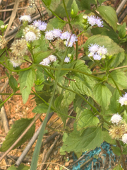 Praxelis clematidea