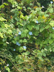 Ipomoea nil, photograph (c) Aaron Liston, some rights reserved (CC BY)