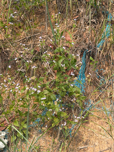 Praxelis clematidea, photograph 4