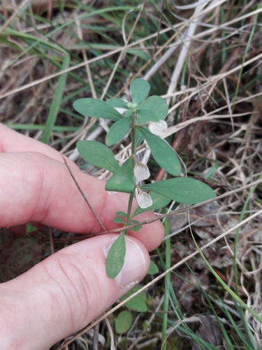 Scutellaria integrifolia, photograph 1