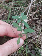 Scutellaria integrifolia