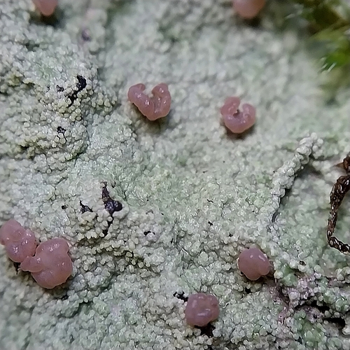 Scale Beret Lichen