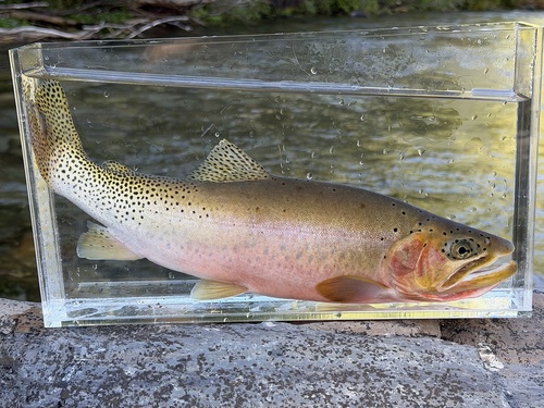 Westslope Cutthroat Trout