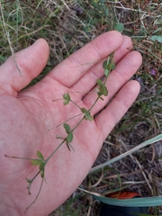 Lespedeza repens