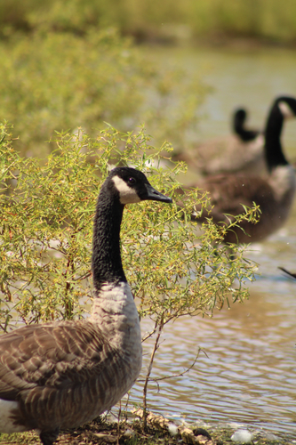 Canada Goose