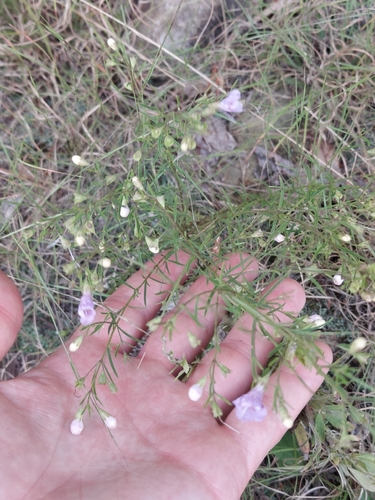 Agalinis tenuifolia, photograph 6