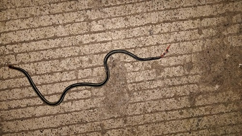 Calliophis intestinalis observed 2026-09-19