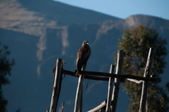 Milvus migrans aegyptius