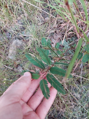 Chamaecrista nictitans, photograph 6