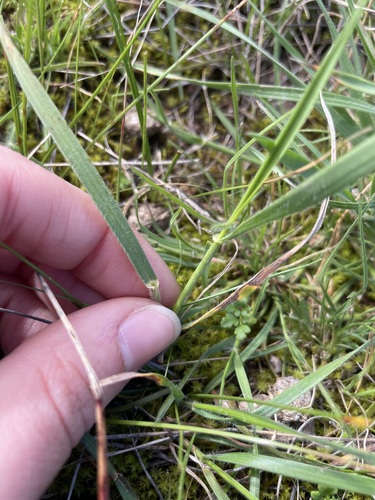 Anthosachne scabra observed 2026-09-16