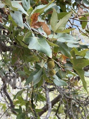 Platanus racemosa, photograph (c) Irina Mitine, some rights reserved (CC BY)