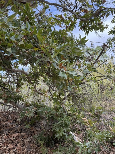 Platanus racemosa, photograph 5