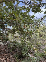 Platanus racemosa, photograph (c) Irina Mitine, some rights reserved (CC BY)
