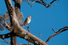 Turdus simensis