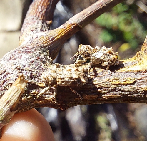 vine weevil