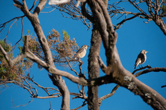 Turdus simensis