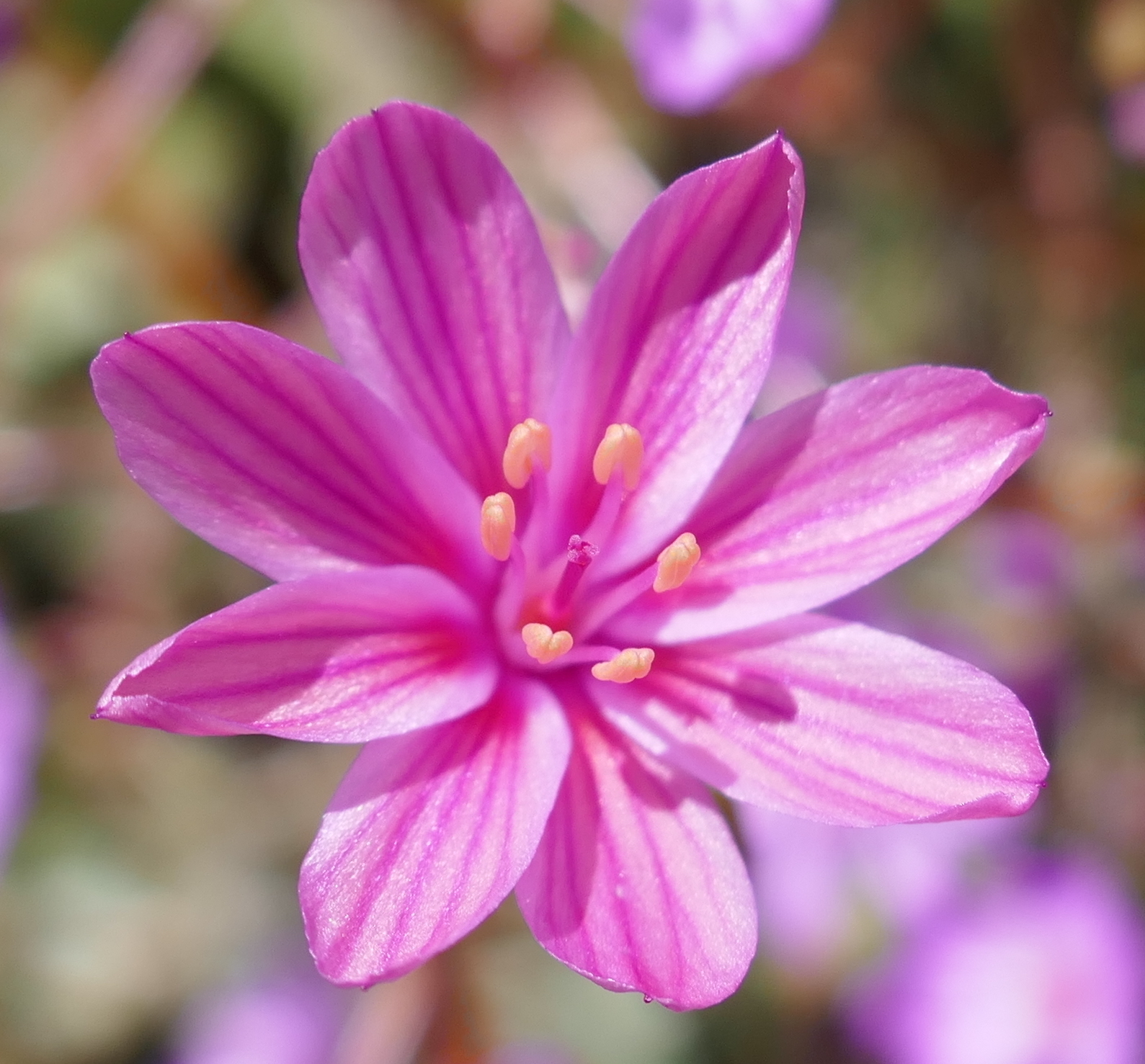 Lewisia X whiteae