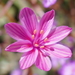 Lewisia × whiteae - Photo (c) passiflora4, some rights reserved (CC BY-NC), uploaded by passiflora4