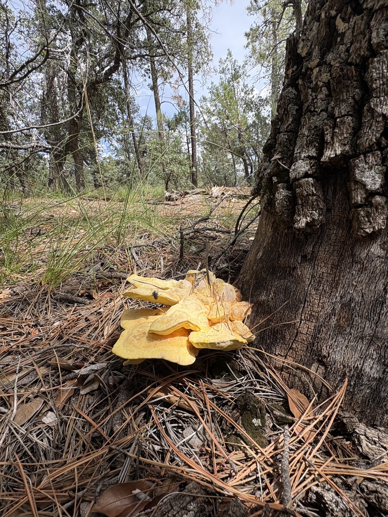 Western Hardwood Sulphur Shelf · September 2026 · photo: Photo: (c) ewasiukb, some rights reserved (CC BY) · iNaturalist