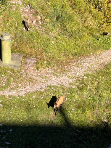 Northern Chamois