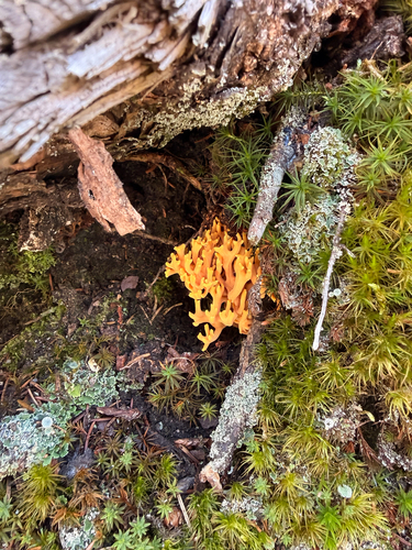Jelly-antler