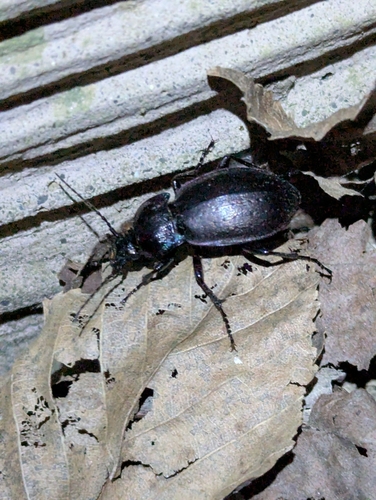 Bronze Ground Beetle