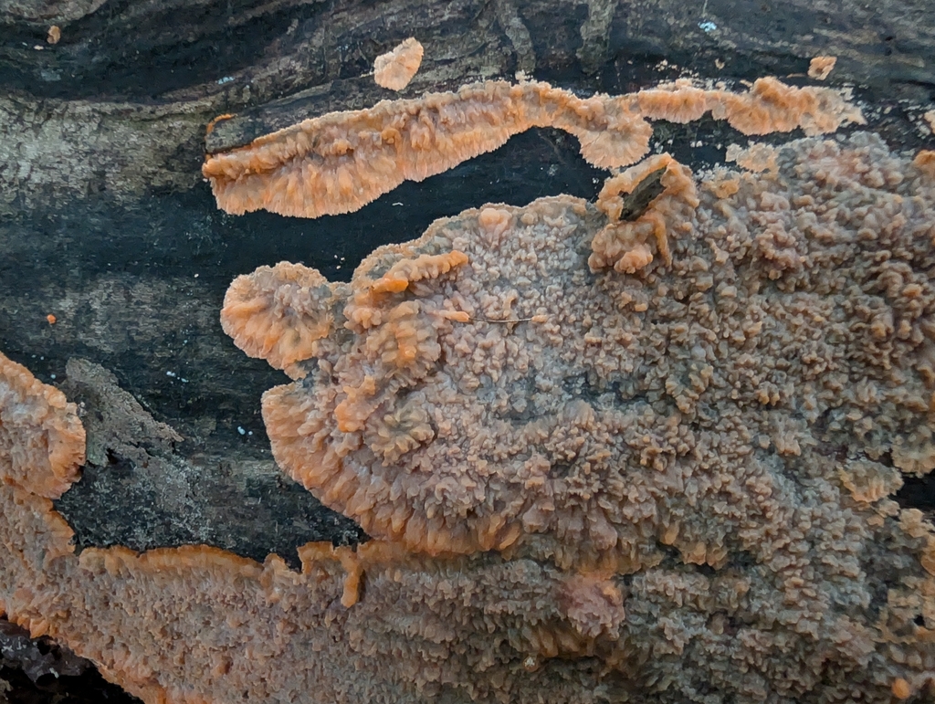 Wrinkled Crust · September 2026 · photo: Photo: no rights reserved · iNaturalist