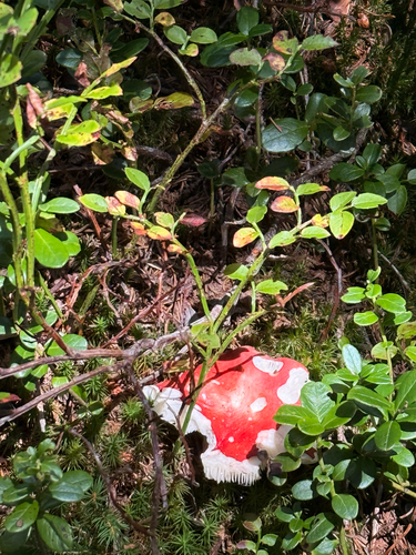 Fly Agaric