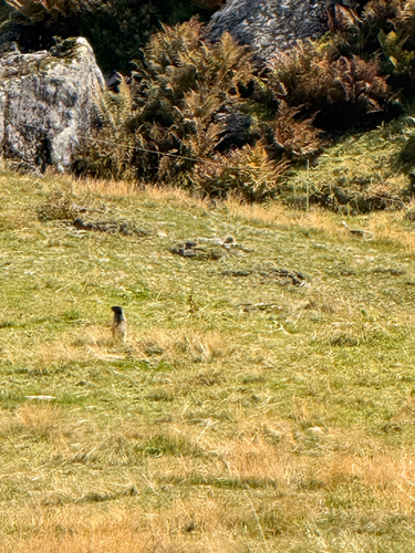 Alpine Marmot
