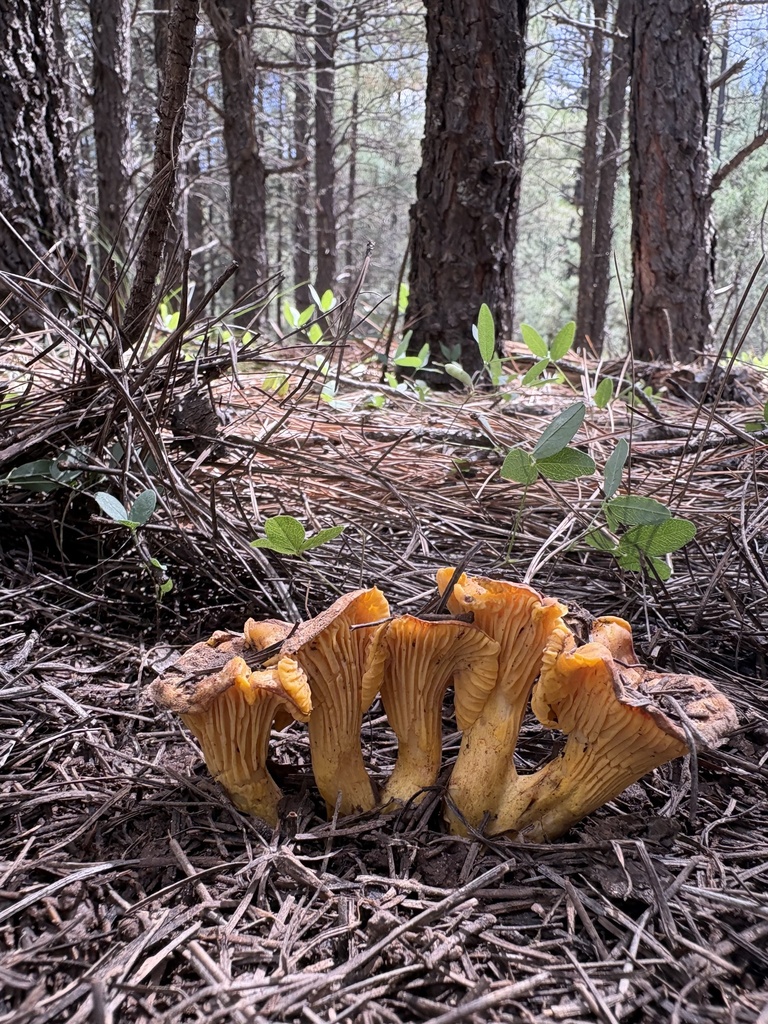 Rainbow Chanterelle · September 2026 · photo: Photo: (c) ewasiukb, some rights reserved (CC BY) · iNaturalist
