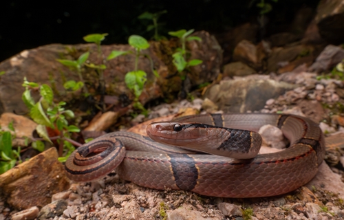 Oreocryptophis sichuanensis