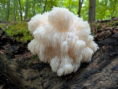Bear's head tooth fungus (Hericium americanum)