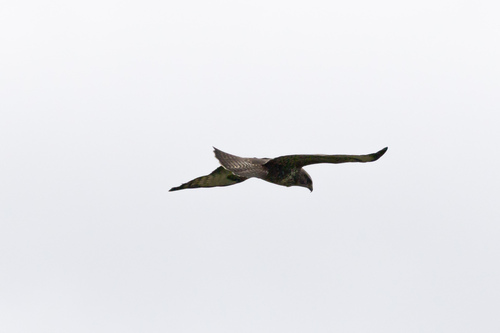 Common Buzzard