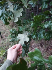Quercus stellata, photograph author not stated, no rights reserved