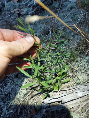 Sericocarpus linifolius observed 2026-09-20