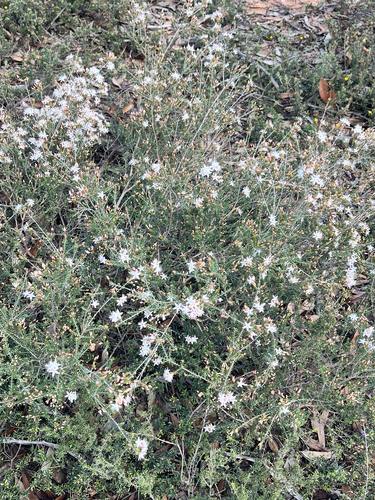 Fringe Myrtle