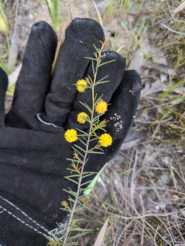 Acacia brownii observed 2026-09-21