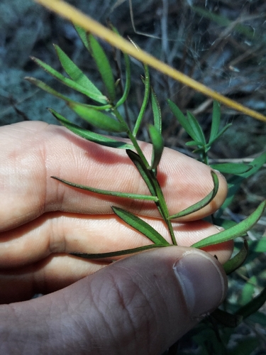 Sericocarpus linifolius, photograph 2