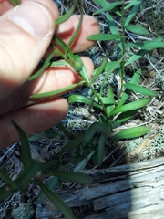 Sericocarpus linifolius, photograph author not stated, no rights reserved