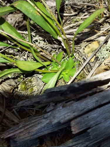 Sericocarpus linifolius, photograph 4