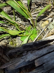Sericocarpus linifolius, photograph author not stated, no rights reserved