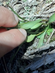 Sericocarpus linifolius, photograph author not stated, no rights reserved