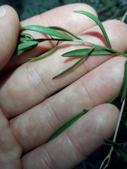 Sericocarpus linifolius, photograph author not stated, no rights reserved