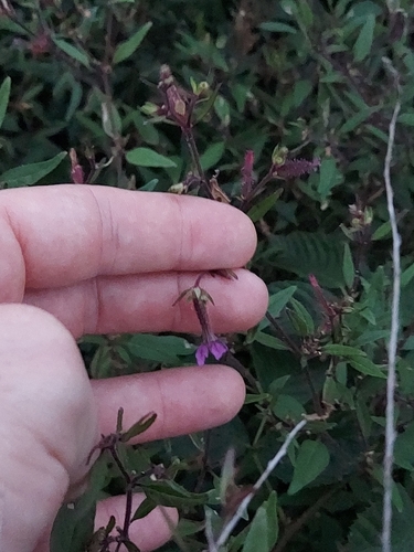 Cuphea viscosissima, photograph 5
