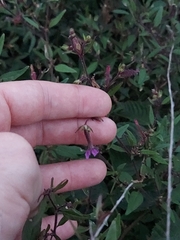 Cuphea viscosissima, photograph author not stated, no rights reserved