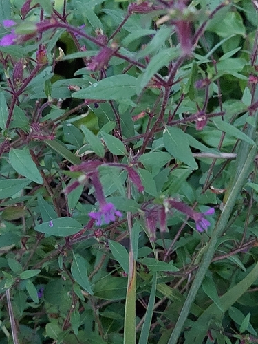 Cuphea viscosissima, photograph 4