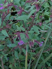 Cuphea viscosissima, photograph author not stated, no rights reserved