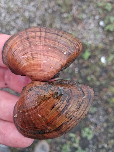 Deertoe Mussel