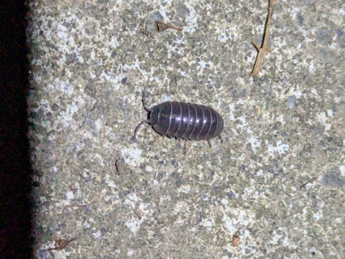 Common Pill Woodlouse